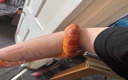Corn Snake reptiles for sale: Adult female corn snake and enclosure - Image 2