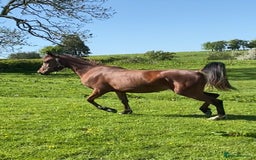Arabian horse horses for sale: Chamola - Image 2