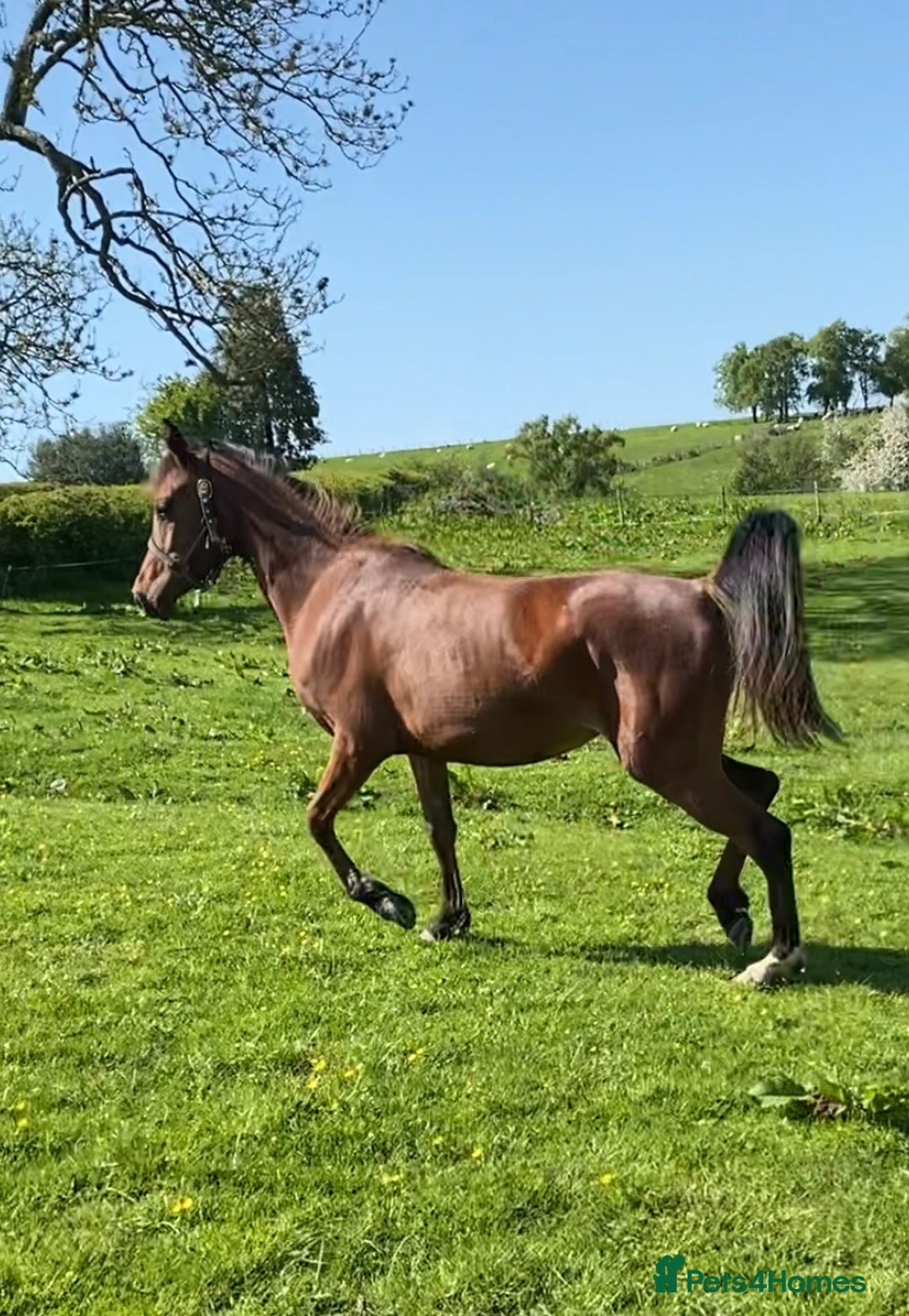 Arabian horse horses for sale: Chamola - Image 2