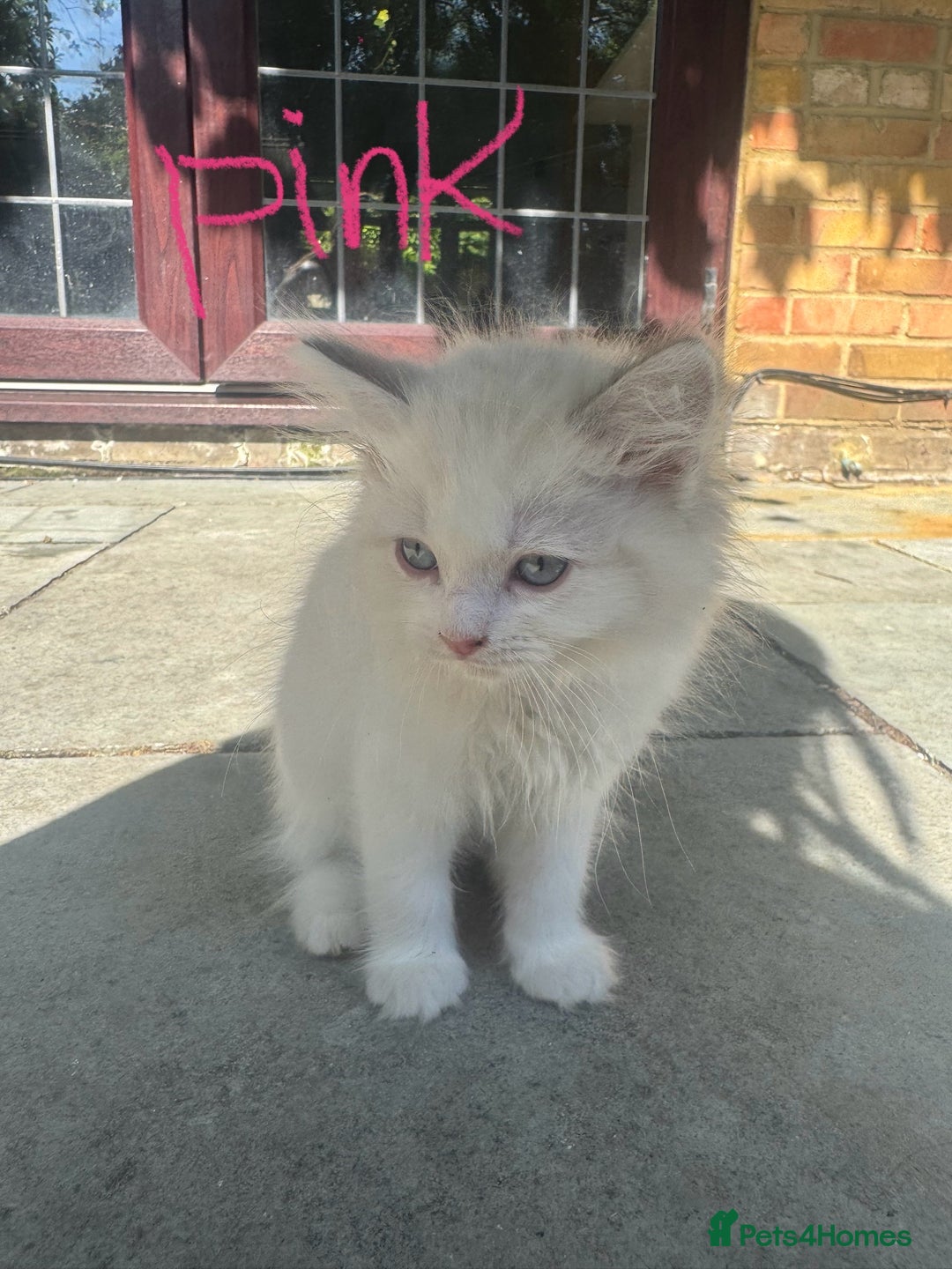 Ragdoll cats for sale: *REDUCED* ready to leave ragdoll kittens - Image 4