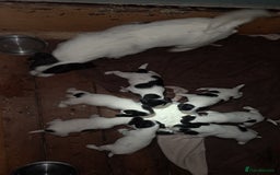 Jack Russell dogs for sale: KC Jack Russell pups, DNA Clear- LOA, SCA, PLL - Image 3