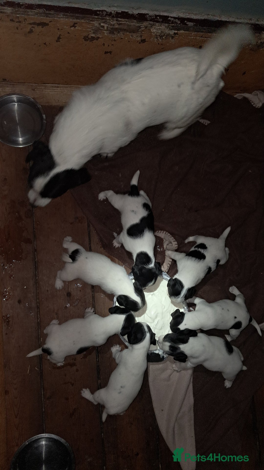 Jack Russell dogs for sale: KC Jack Russell pups, DNA Clear- LOA, SCA, PLL - Image 3