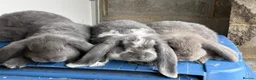 French Lop rabbits for sale: Stunning French lop babies  - Advert 27