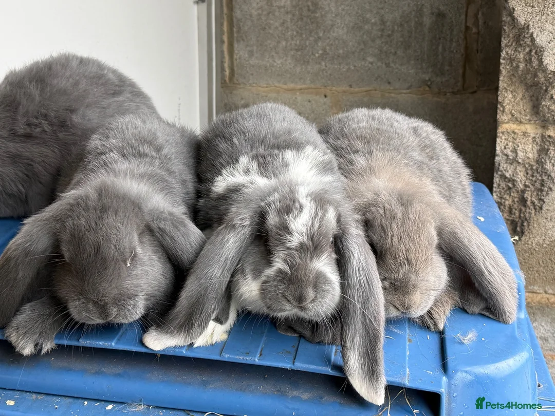 French Lop rabbits for sale: Stunning French lop babies  - Advert 27