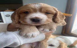 Cocker Spaniel dogs for sale: Golden & Red Working Cocker Spaniel Puppies - Image 20