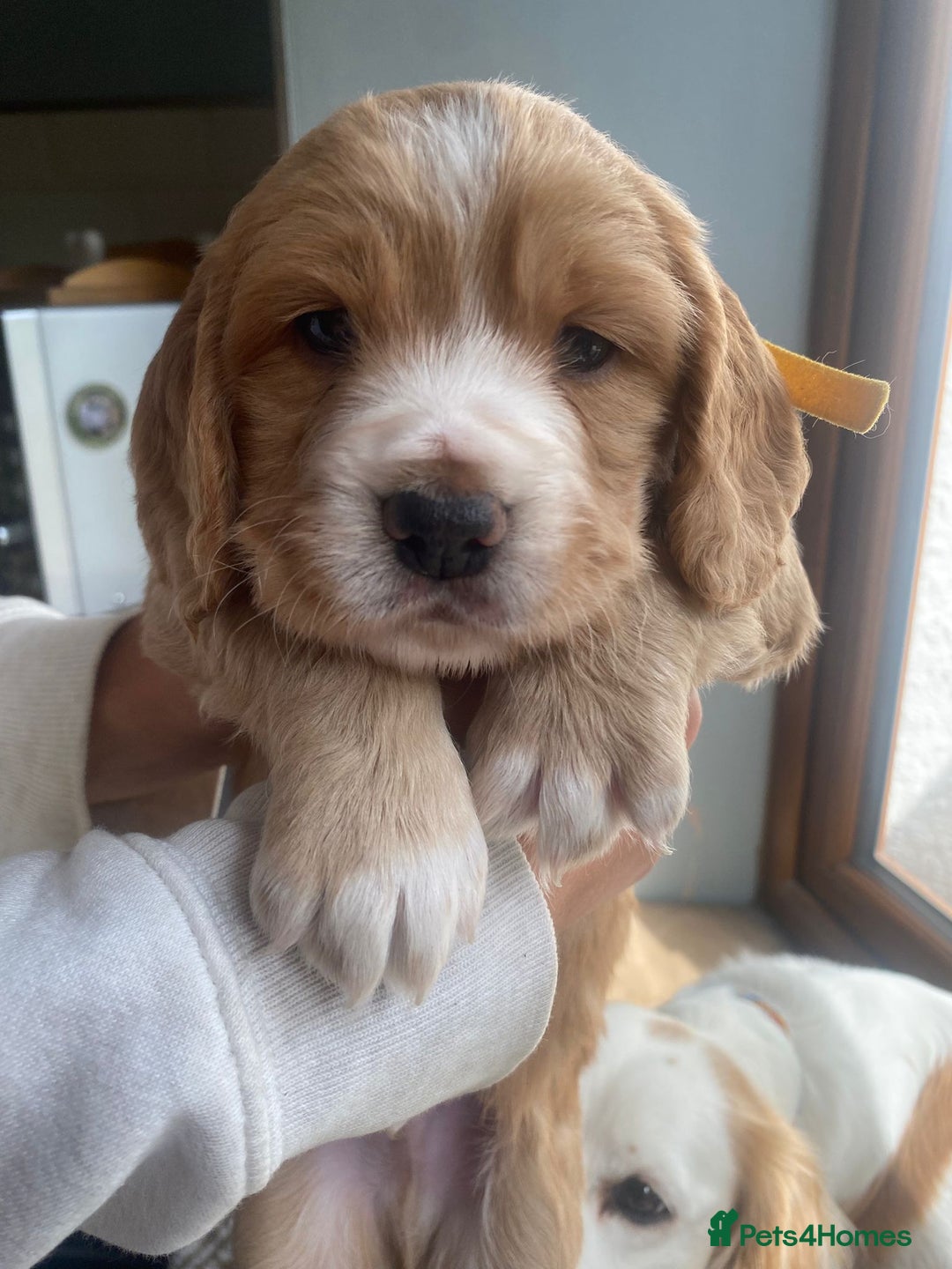 Cocker Spaniel dogs for sale: Golden & Red Working Cocker Spaniel Puppies - Image 20