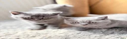 British Shorthair cats for sale: Pure-breed British Shorthair Kittens z  - Advert 3