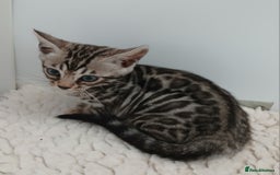 Bengal cats for sale: Stunning Bengal kittens - Image 6