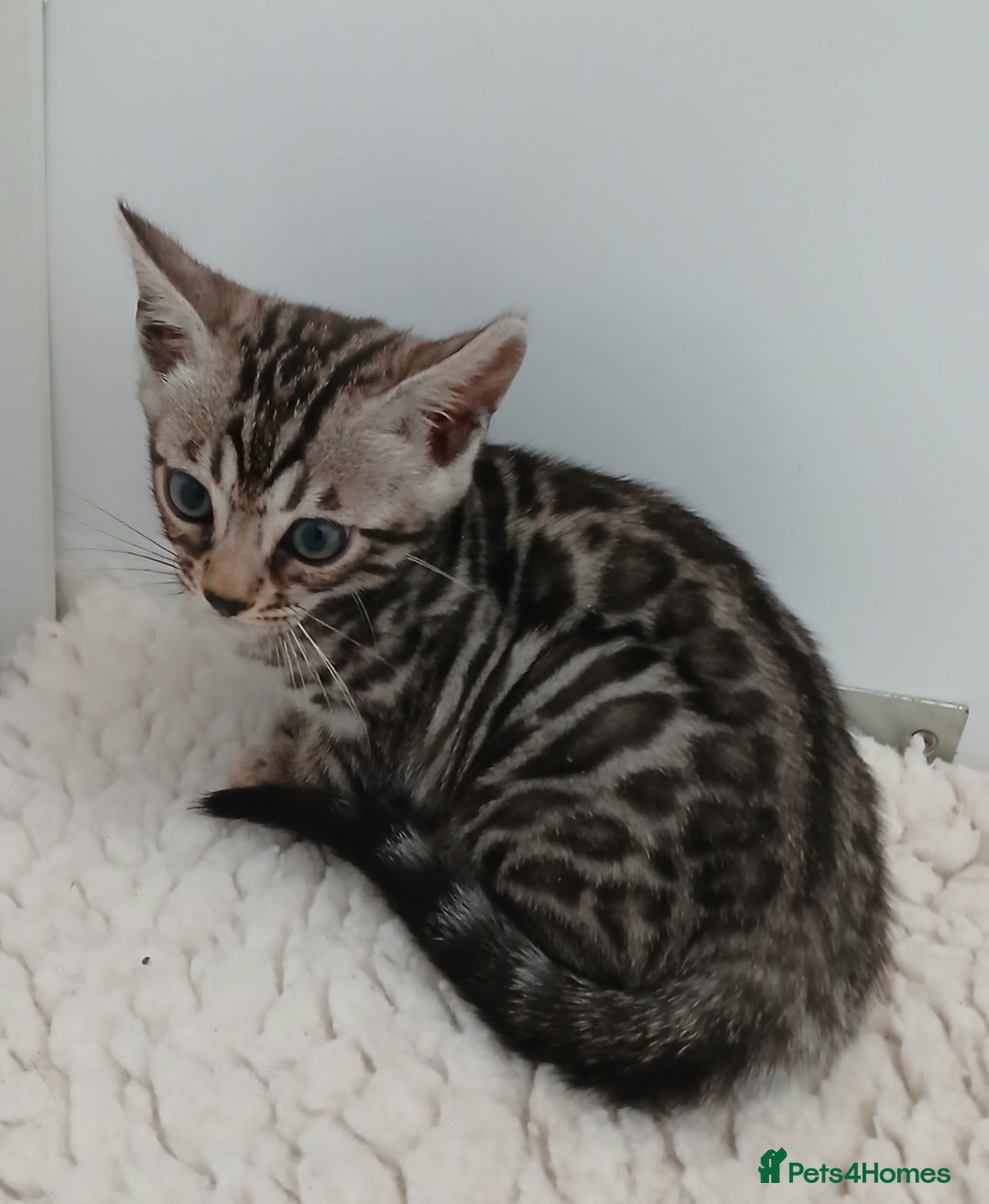 Bengal cats for sale: Stunning Bengal kittens - Image 6