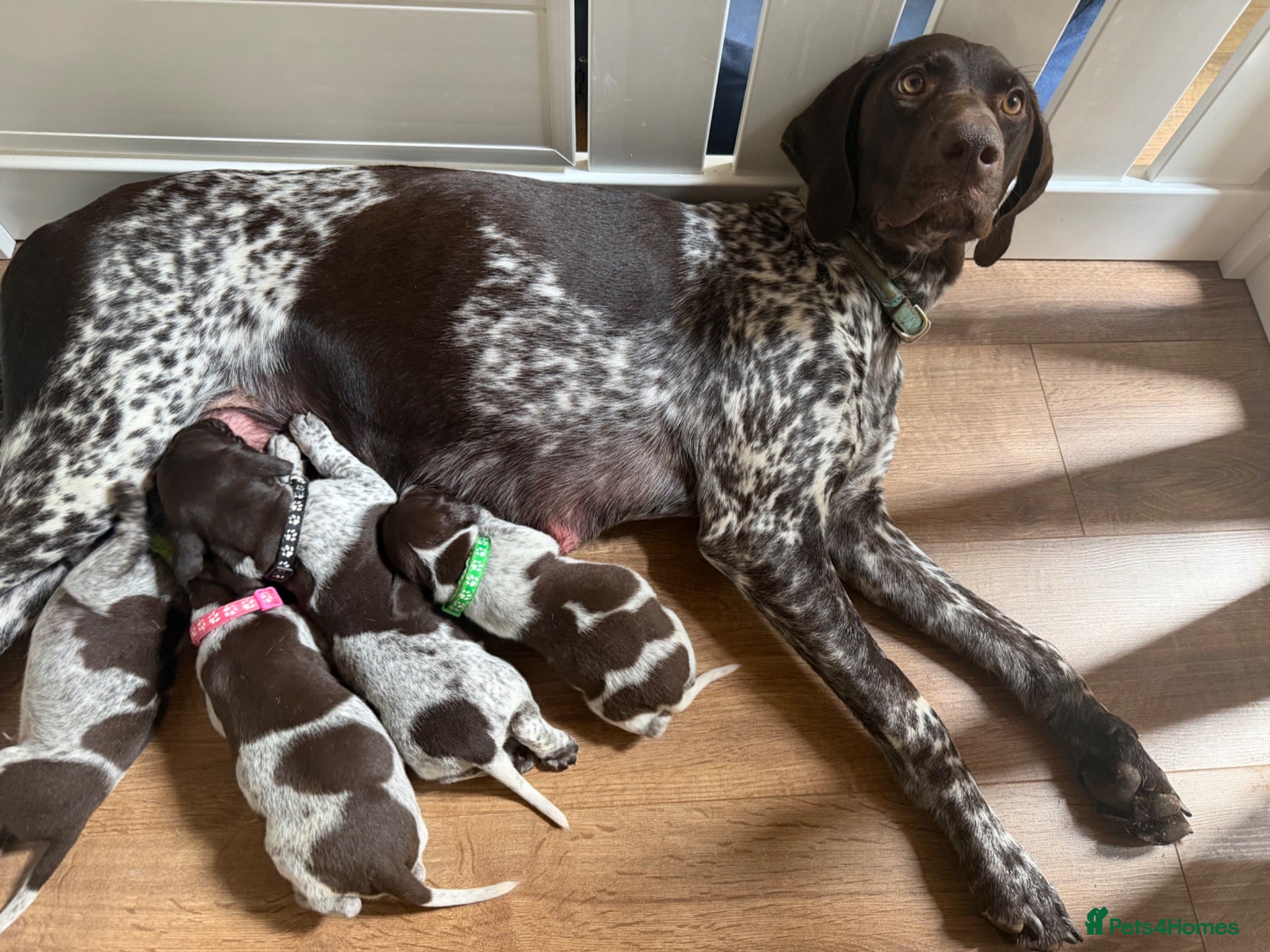 German Shorthaired Pointer dogs Stunning litter of 14 German short-haired pointers - Advert 1
