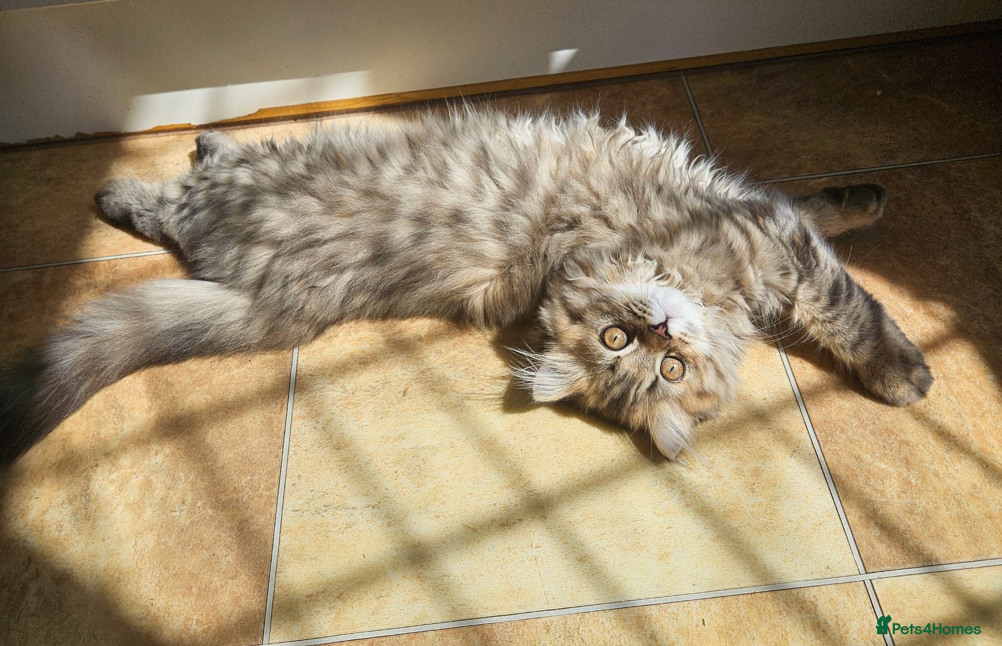 Scottish Fold cats Adorable Scottish Fold Straight Ear Tabby Kittens  - Advert 2