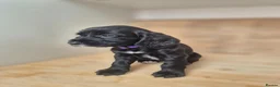 Cocker Spaniel dogs for sale: 🐾 8 Beautiful Working Cocker Spaniel Puppies 🐾 - Advert 9