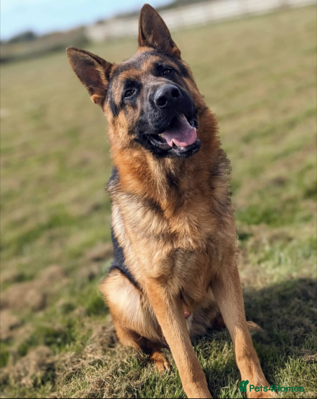 German Shepherd dogs for stud: Top Quality Import Stud 🏆 Health Teased Clear  - Image 3