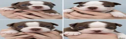 Boston Terrier dogs for sale: KC registered Boston Terrier Pups - Advert 3