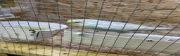 Canaries birds for sale: Birds for sale budgies, canaries ect  - Advert 17