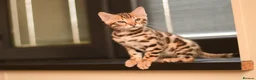Bengal cats for sale: Registered pedigree bengal kittens - Advert 13