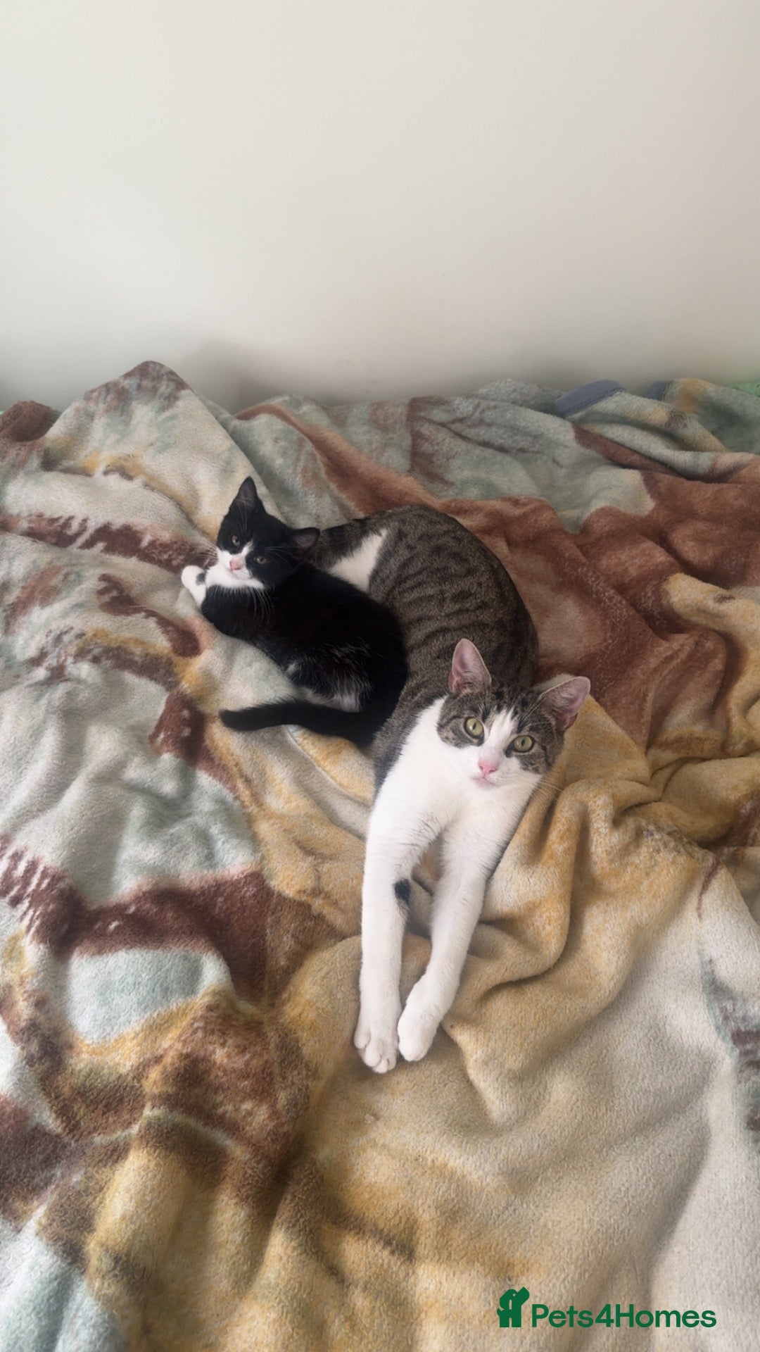 Domestic Shorthair cats tuxedo loving girl looking for a new home  - Advert 20