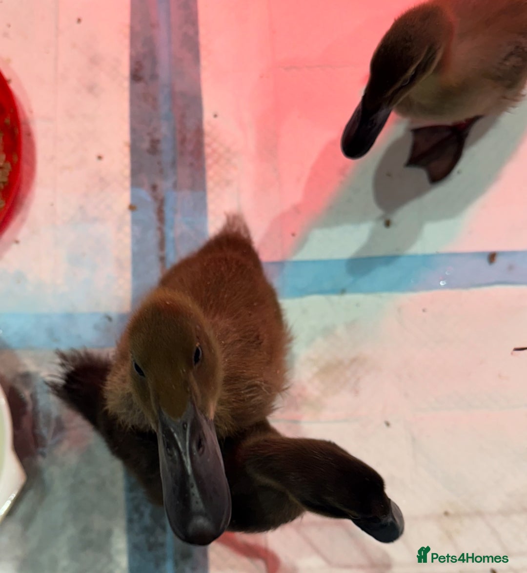 Ducks poultry for sale: 4 Runner ducks  - Image 2