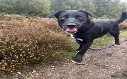 Mixed Breed dogs for adoption: Barney - Norwich norfolk  - Image 1