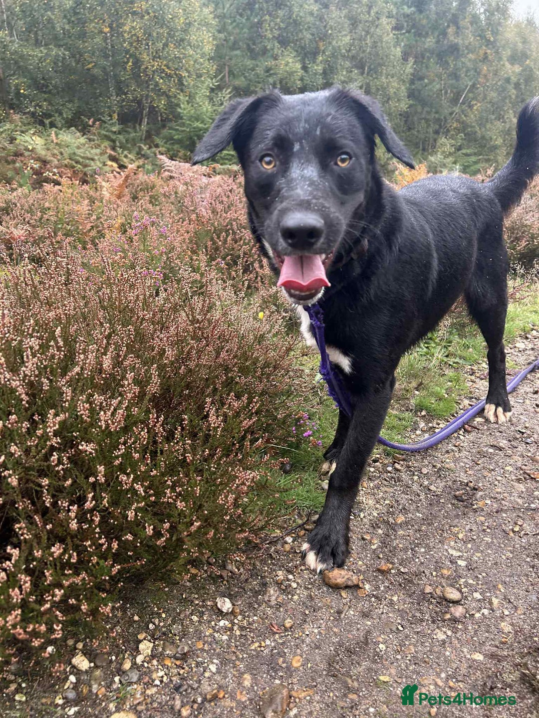 Mixed Breed dogs for adoption: Barney - Norwich norfolk  - Image 1