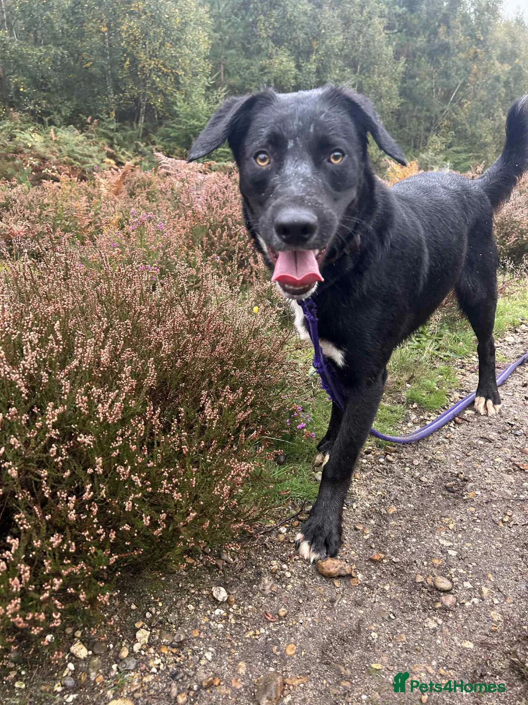 Mixed Breed dogs for adoption: Barney - Norwich norfolk  - Advert 1