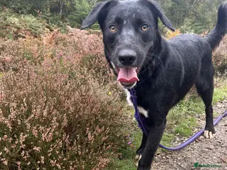 Mixed Breed dogs Barney - Norwich norfolk - Advert 9