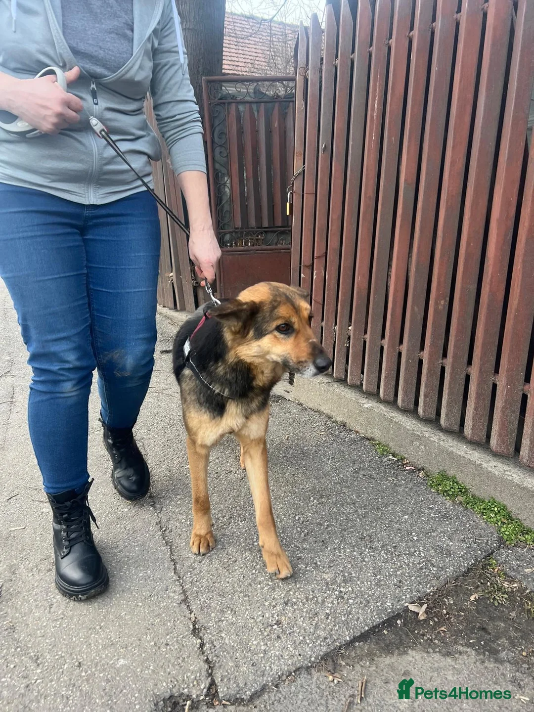 Mixed Breed dogs for adoption: Saved from traffic, now ready for a Loving Home in Nottingham - Advert 3