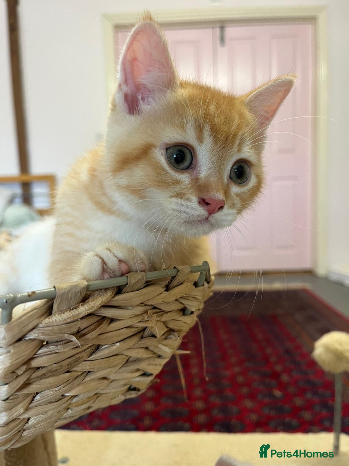 British Shorthair cats Beautiful BSH kittens ready to home  - Advert 16