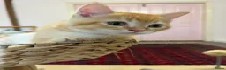 British Shorthair cats for sale: Beautiful BSH kitten  - Advert 3