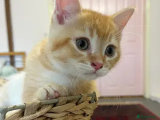 British Shorthair cats Beautiful BSH kittens ready to home - Advert 16