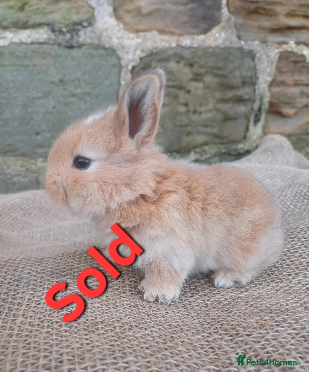Dwarf Lop rabbits for sale: Dwarf Lops - Advert 1