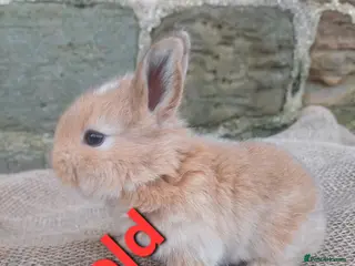 Dwarf Lop rabbits Dwarf Lops - Advert 10