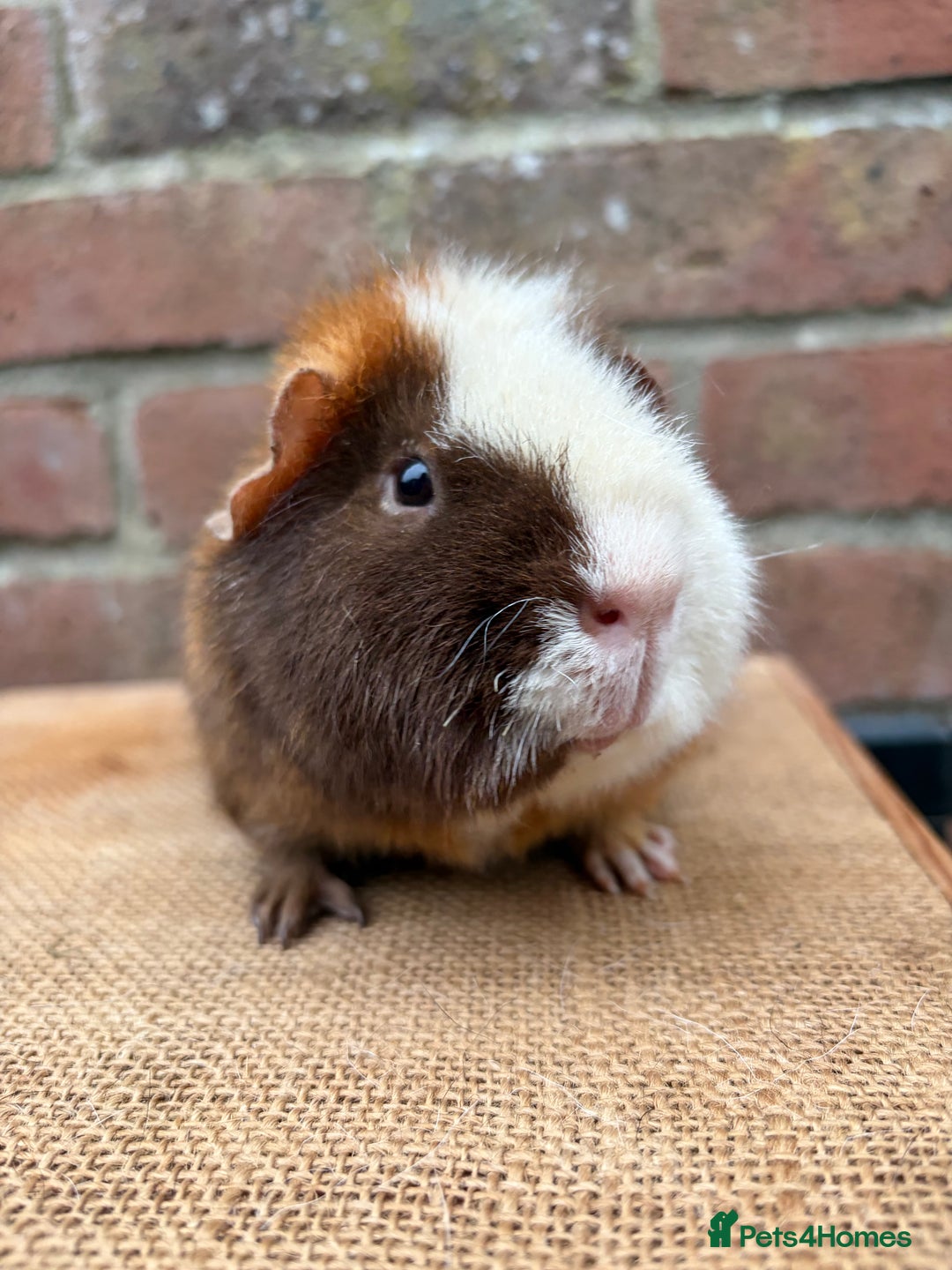Guinea Pig rodents for sale: Two handsome boars  - Advert 5