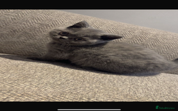 British Shorthair cats for sale: Full Pedigree Cream & Blue BSH Kittens READY - Image 2