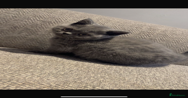 British Shorthair cats - Advert 1