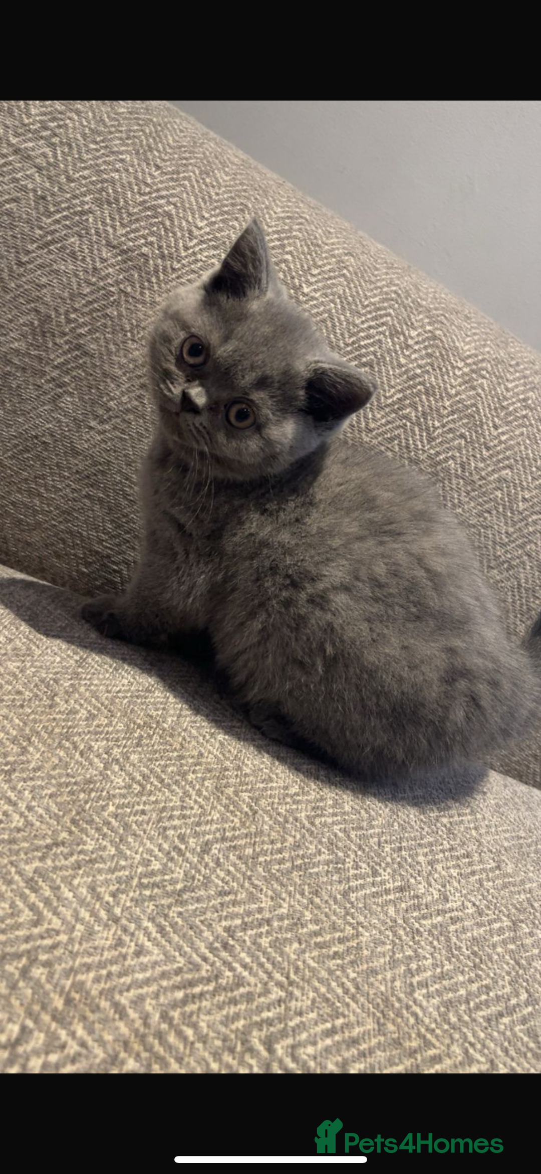 British Shorthair cats for sale: Full Pedigree Cream & Blue BSH Kittens READY - Image 2