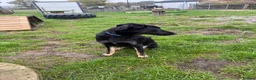 German Shepherd dogs for sale: Absolutely gorgeous inside and out in Swindon - Advert 5
