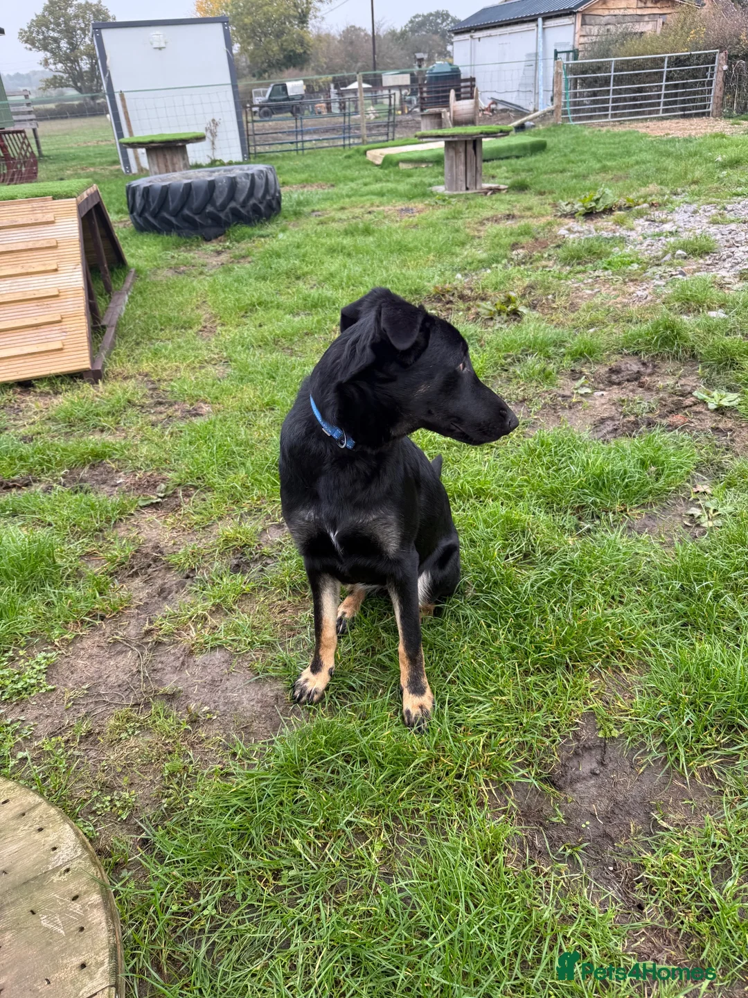 German Shepherd dogs for sale: Absolutely gorgeous inside and out in Swindon - Advert 5