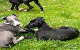 Mixed Breed dogs for sale: Collie saluki whippet puppies  - Image 28