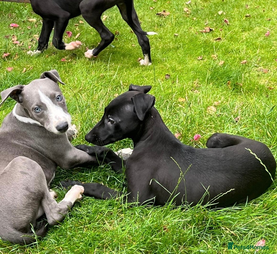Mixed Breed dogs for sale: Collie saluki whippet puppies  - Image 28