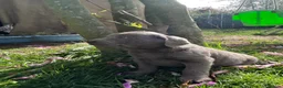 Labrador Retriever dogs for sale: 5 generations pedigree silver Labrador puppies  - Advert 5