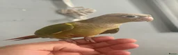 Conures birds for sale: Hand reared conures  - Advert 5