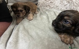 Mixed Breed dogs for sale: Adorable Cockerchons Fluffy, Low-Shed Wonders! - Image 35