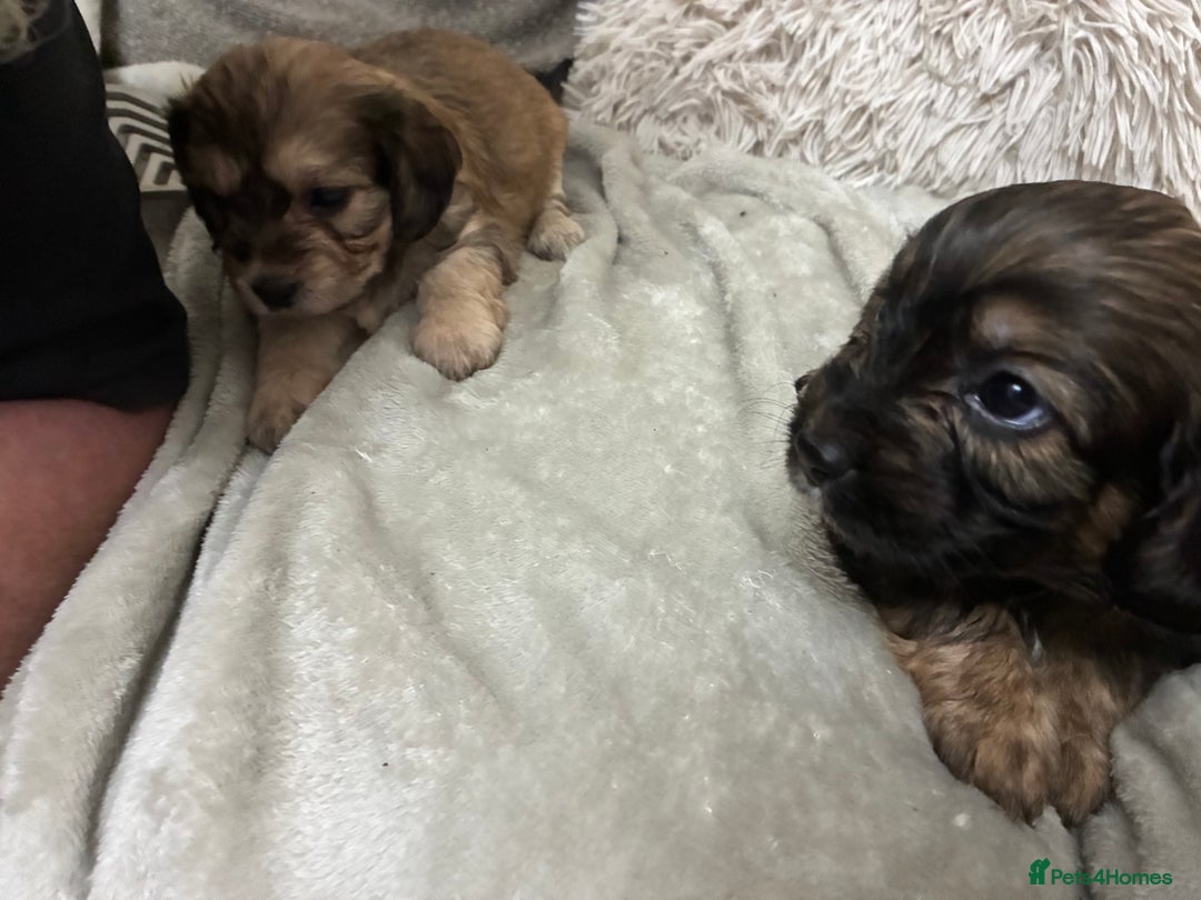 Mixed Breed dogs for sale: Adorable Cockerchons Fluffy, Low-Shed Wonders! - Image 35