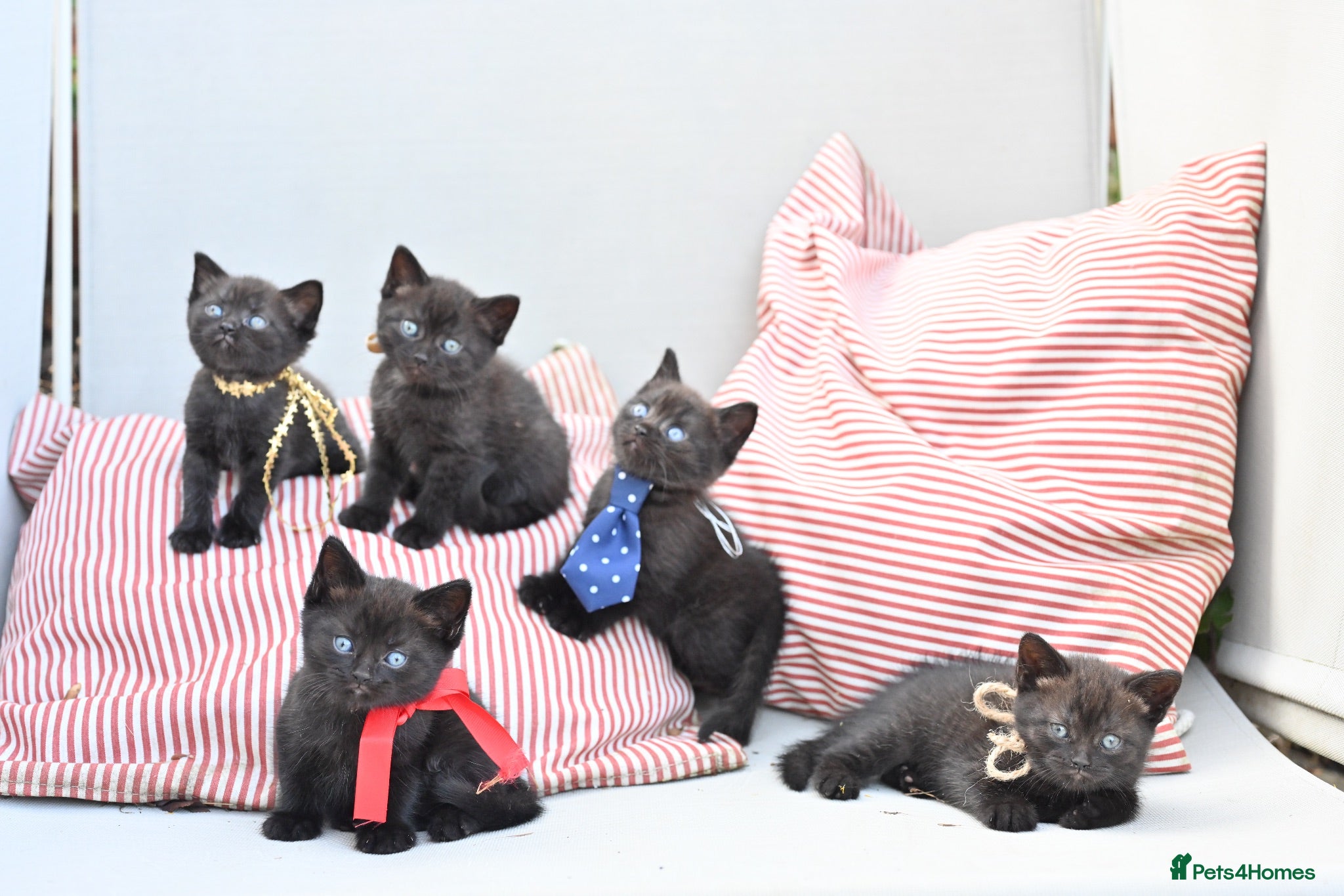 British Shorthair cats 5 Bundles of Love - Persian x BSH kittens  - Advert 2