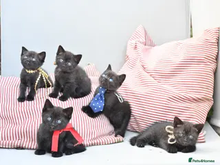 Mixed Breed cats 5 Bundles of Love - Persian x BSH kittens - Advert 1