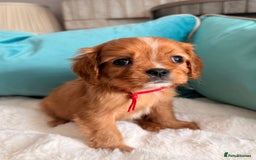 Cavalier King Charles Spaniel dogs for sale: Fully Health tested Cavalier King Charles Puppies  - Image 25