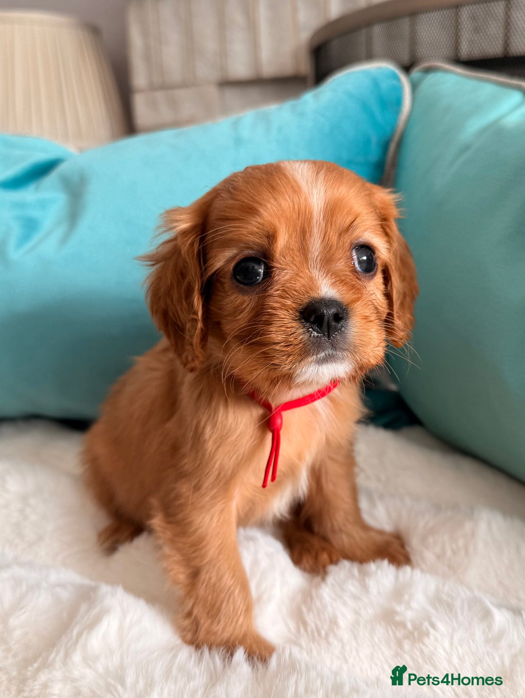 Cavalier King Charles Spaniel dogs for sale: Fully Health tested Cavalier King Charles Puppies  - Image 25