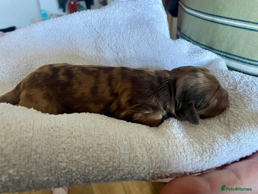 Cockapoo dogs for sale: Stunning F1BB cockapoos merles /phantoms/red ❤️ - Image 5