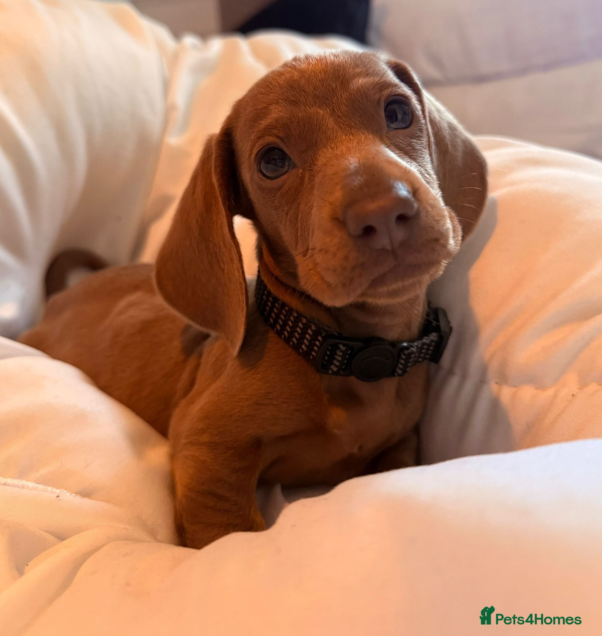 Dachshund dogs Dachshund puppy for sale - Advert 1